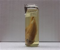 藏品(巨棘花鱸)的圖片